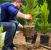 Spring Tree Planting Services by Spring Creek Tree Service, LLC